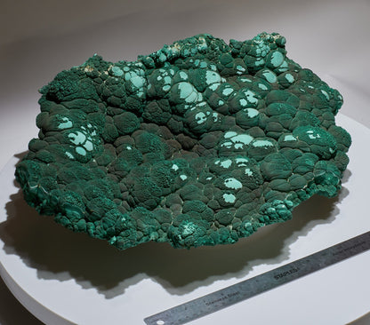 26 LB, 19.68 Inches GIGANTIC Cabinet Museum Botryoidal Malachite & Chrysocolla Collector Specimen "The GIANT Oyster"