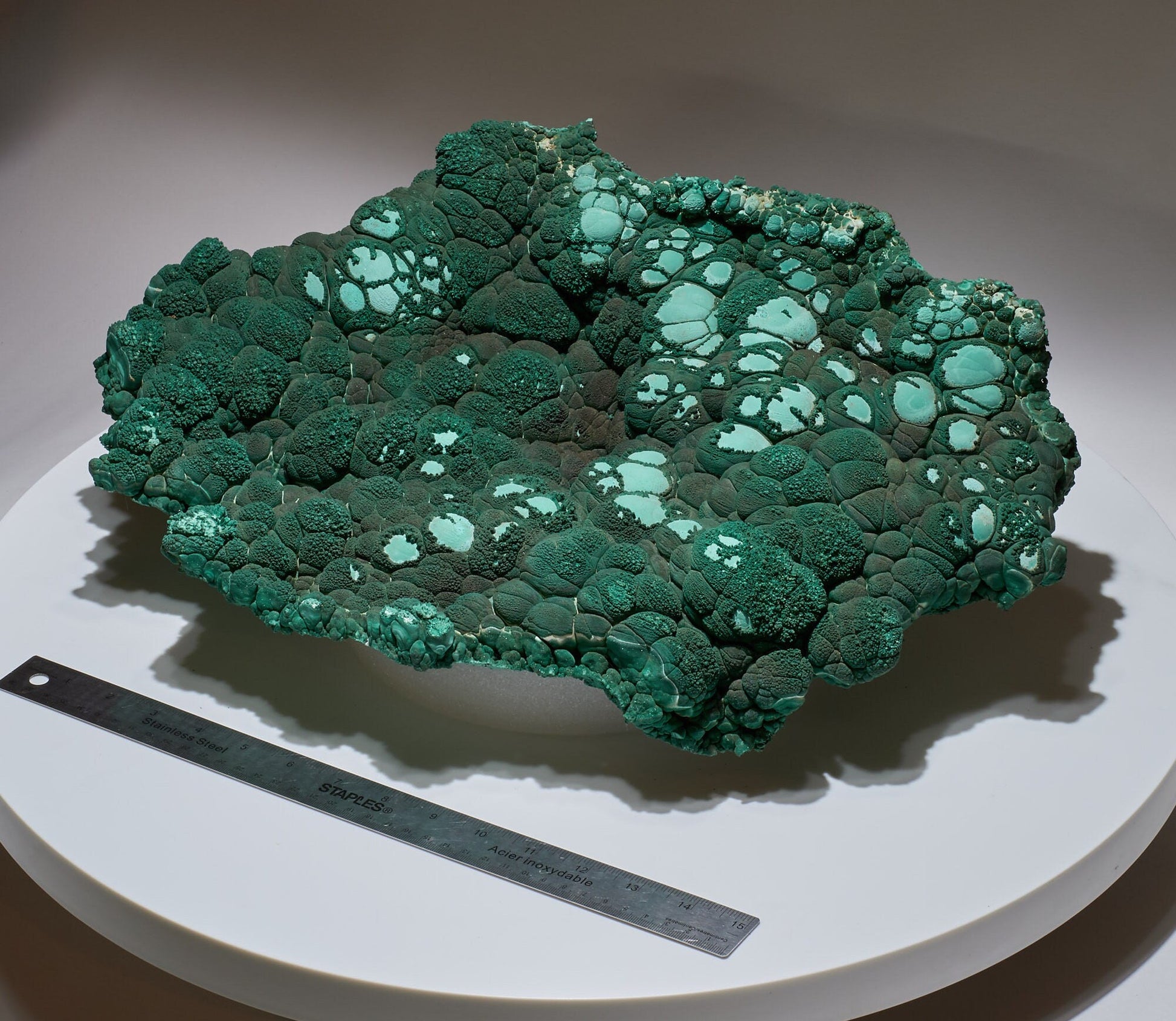 26 LB, 19.68 Inches GIGANTIC Cabinet Museum Botryoidal Malachite & Chrysocolla Collector Specimen "The GIANT Oyster"