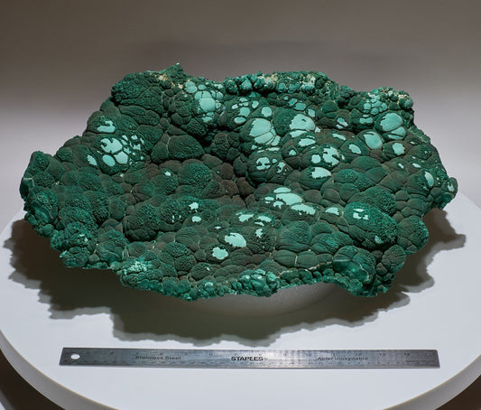 26 LB, 19.68 Inches GIGANTIC Cabinet Museum Botryoidal Malachite & Chrysocolla Collector Specimen "The GIANT Oyster"